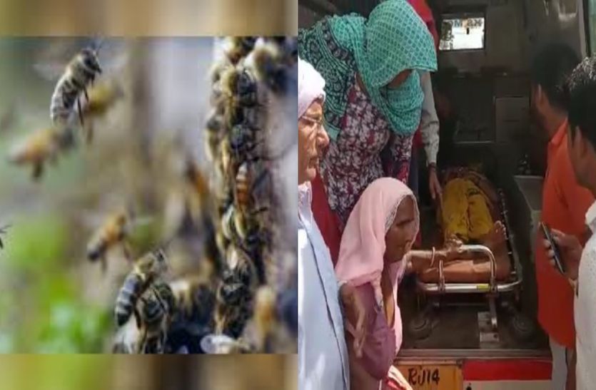 Women Dies In Honey Bee Attack In Alwar