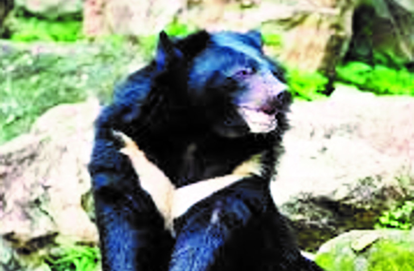 भालू हमला : जंगल में तेंदूपत्ता और महुआ चुनना ग्रामीणों को पड़ रहा भारी, वन विभाग ग्रामीणों को दे रहा ये समझाइश