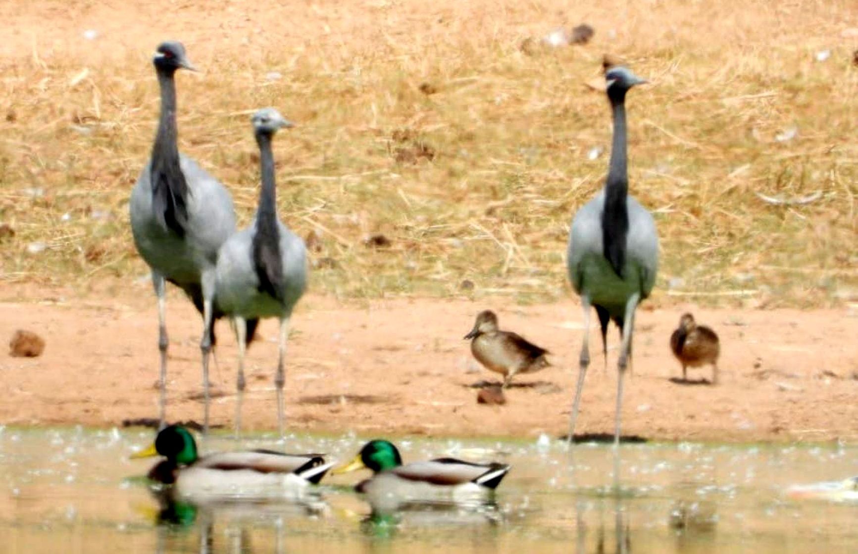 jaisalmer