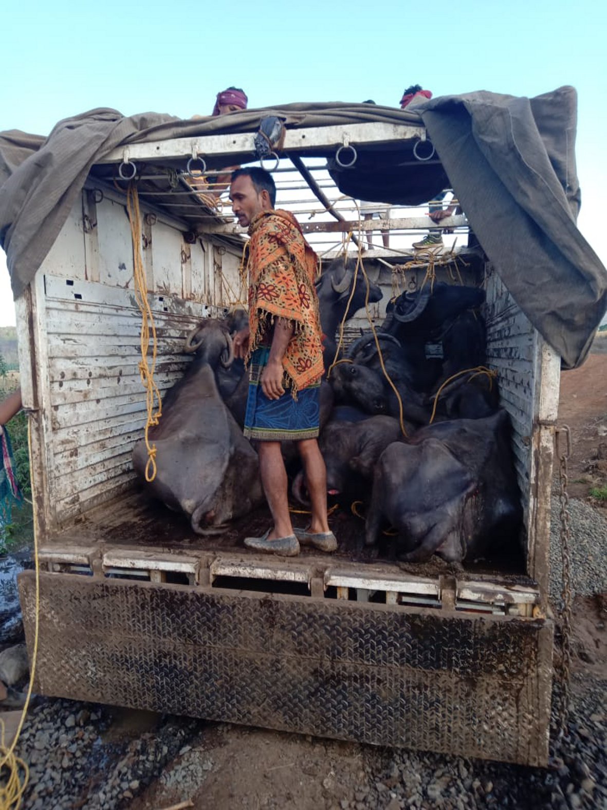 14 cattle were being transported in the vehicle