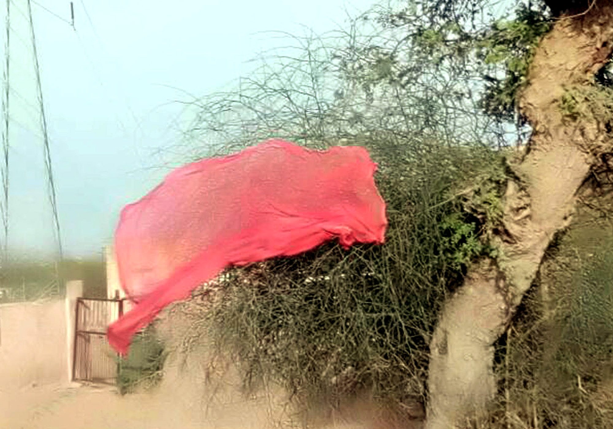 These days, the trees in the villages have become 'bride'