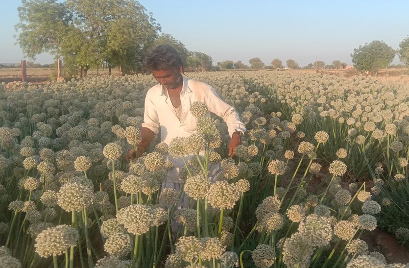 The hope of good yield of onion seeds