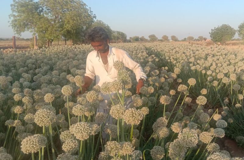 The hope of good yield of onion seeds
