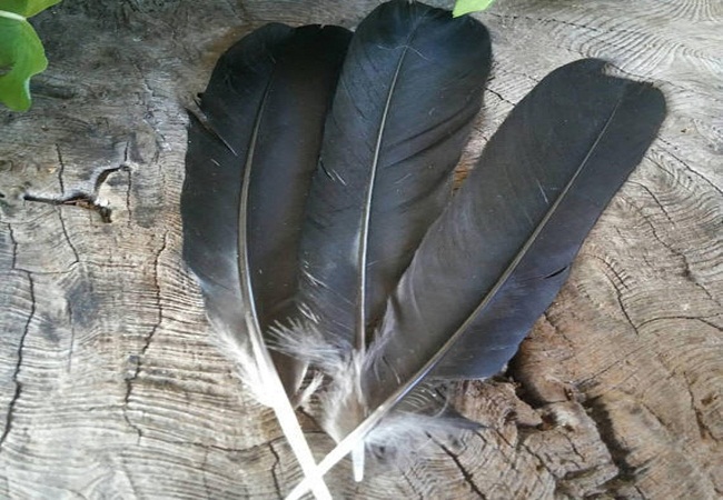 crow Feathers Benefits