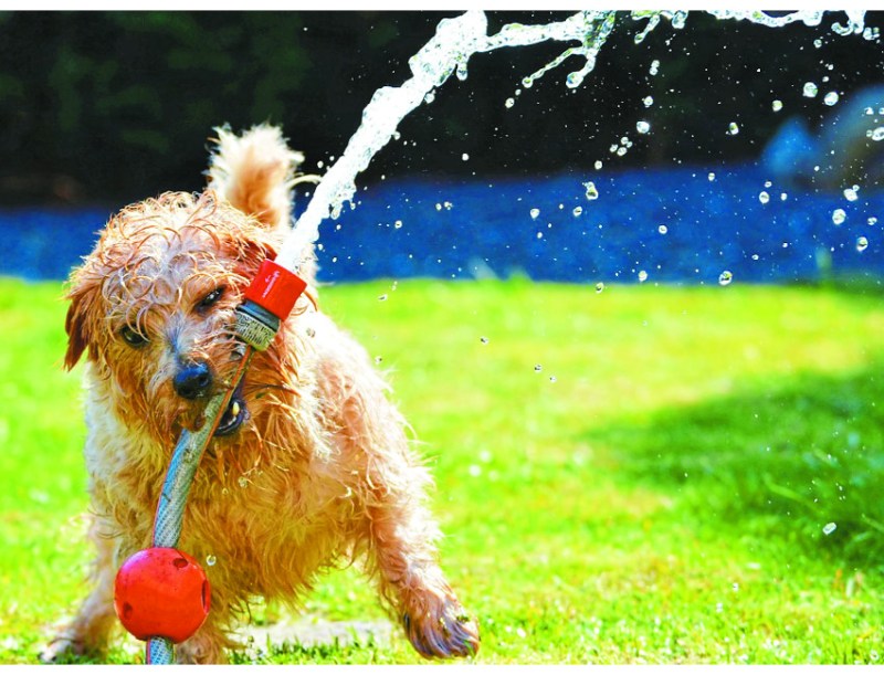 summer season,pet animals death,pet animals,Pet dogs,