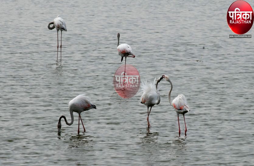 Flamingo migrating to the Bandi river of Pali