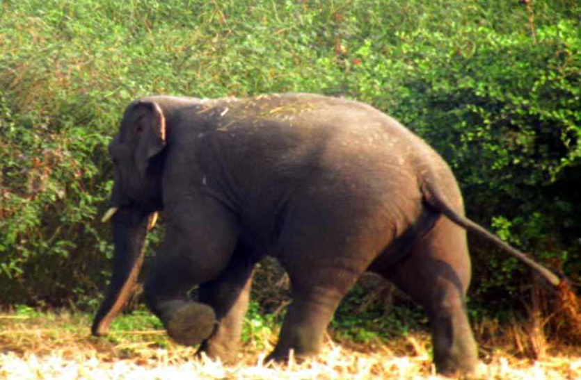 elephant news