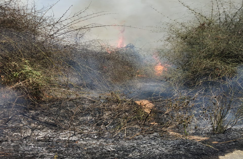 बांस बाड़ी में लगी आग, 25 एकड़ में लगा बांस जलकर हुआ खाक