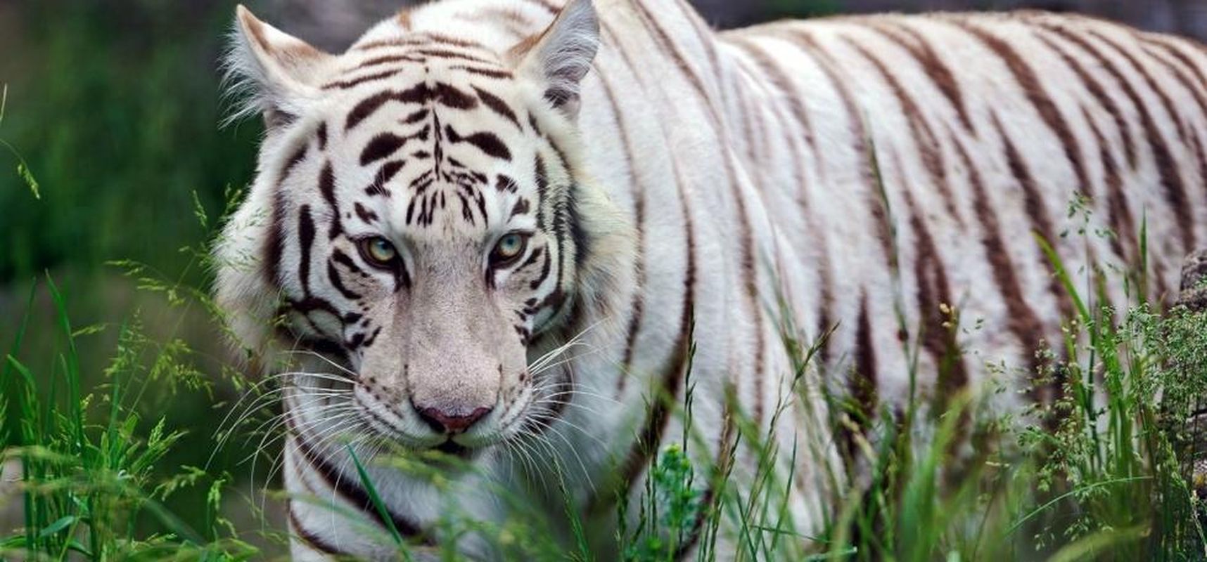 White Tiger's Land Not Found in Country Tourism Map