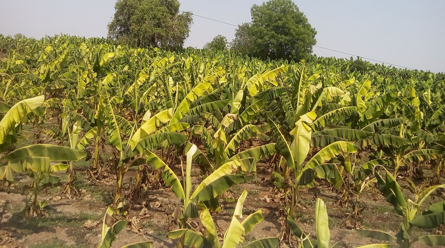 Temperature effect on Banana Crop in Burhanpur