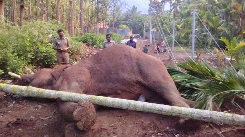 elephant dies