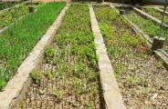 More than one lakh plants will spread the greenery
