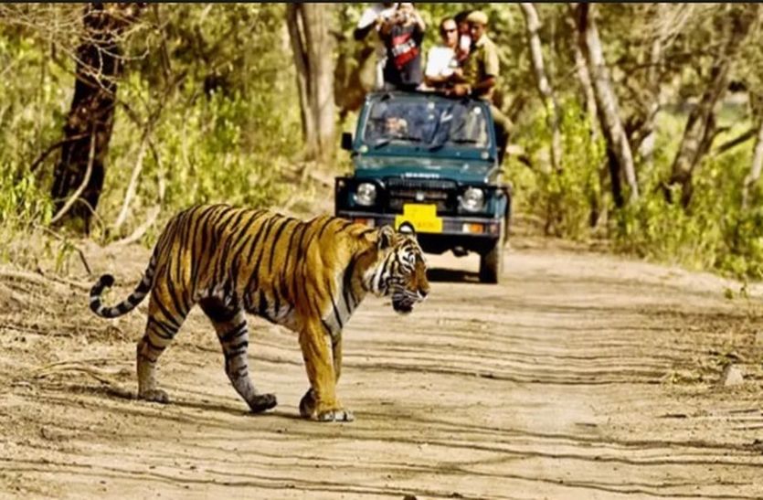 Sariska Tourists Paying Extra Money For Tiger Safari