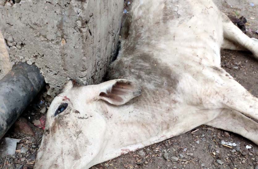 five-cows-die-from-polyethylene-and-heat-stroke