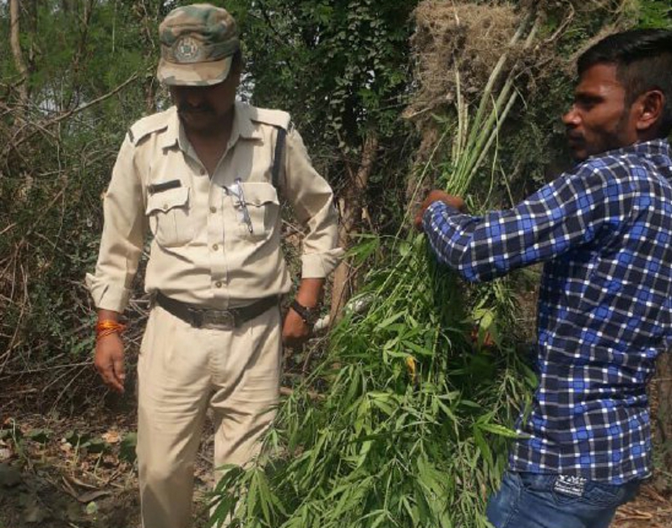 The Ganja was planted in the house, one arrested