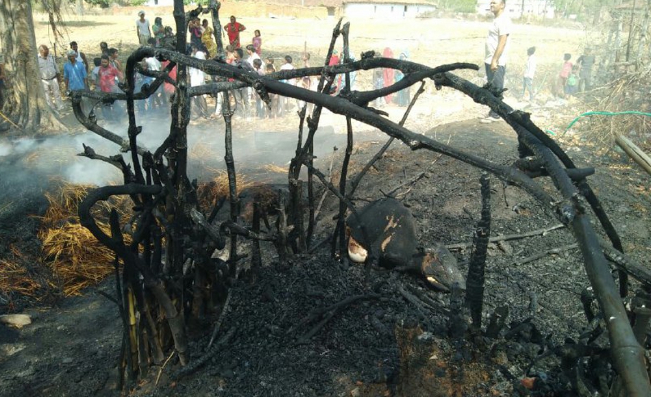 Crop loss in the fire, cattle scorched
