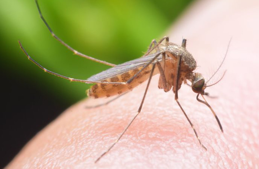 बजबजाती नालियों में पनप रहे है मच्छरों से लोग परेशान