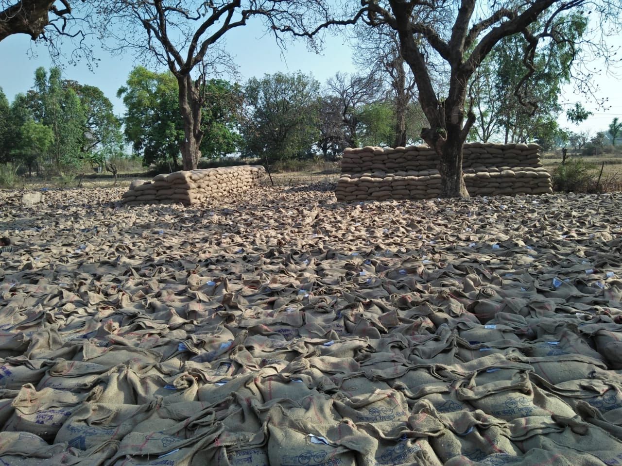 In the absence of transport wheat procurement slow