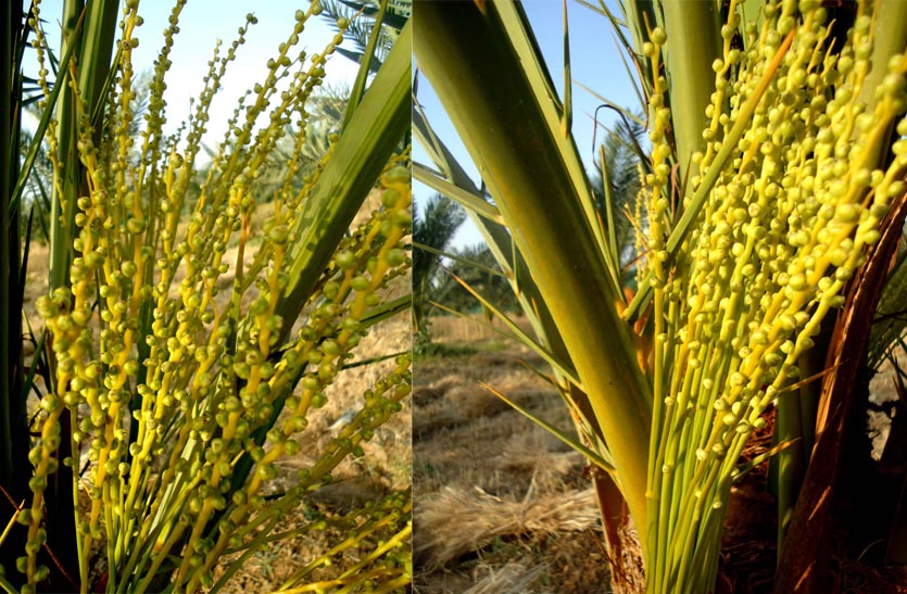 arab-palm-fodder-in-mountains-in-tonk-rajasthan