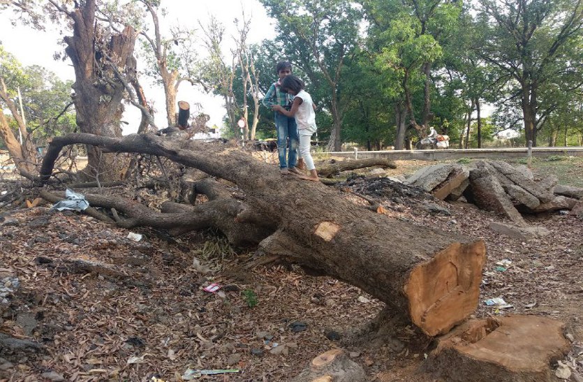 Sarpanch has cut green trees in bamhni village