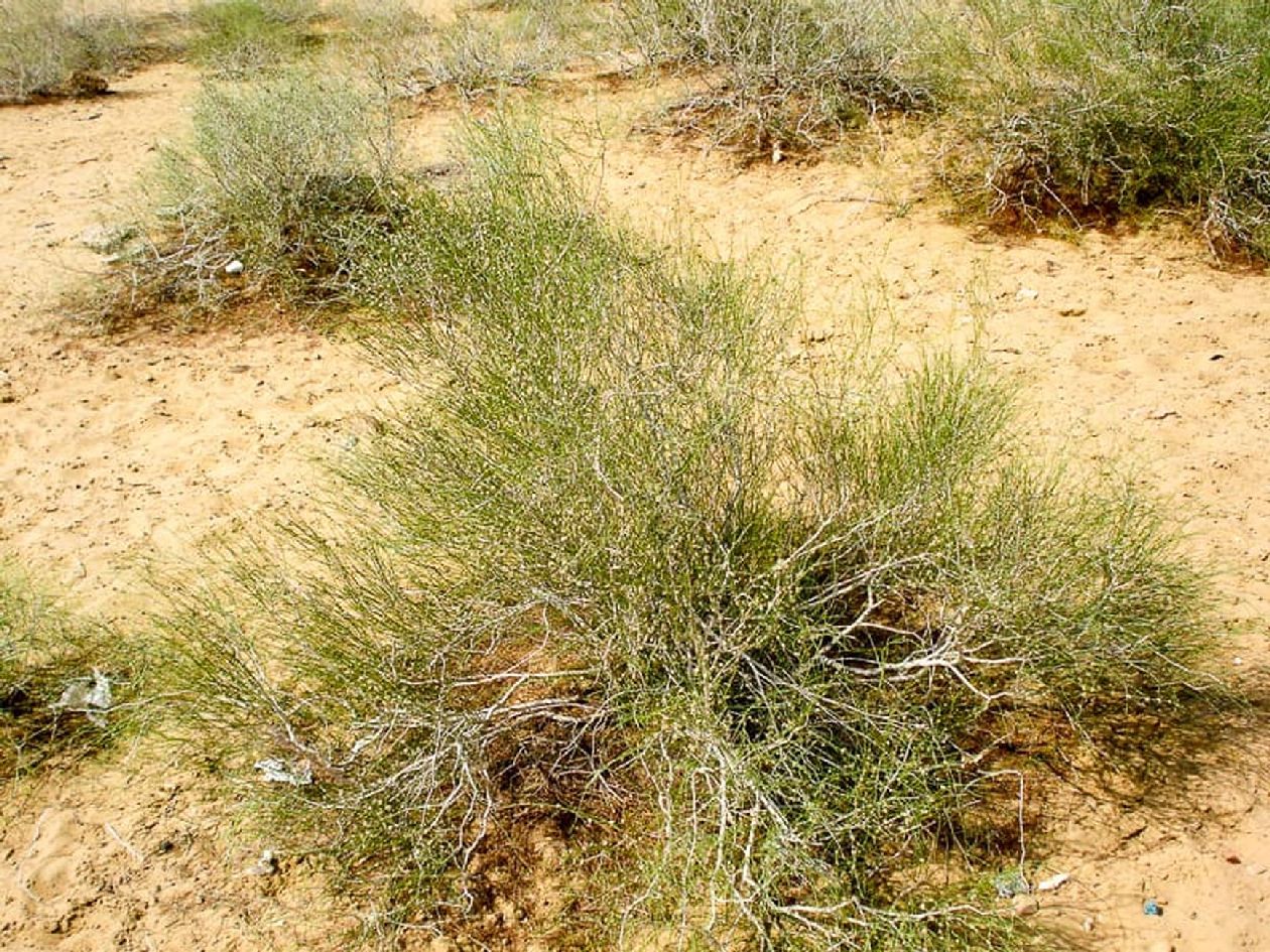 jaisalmer