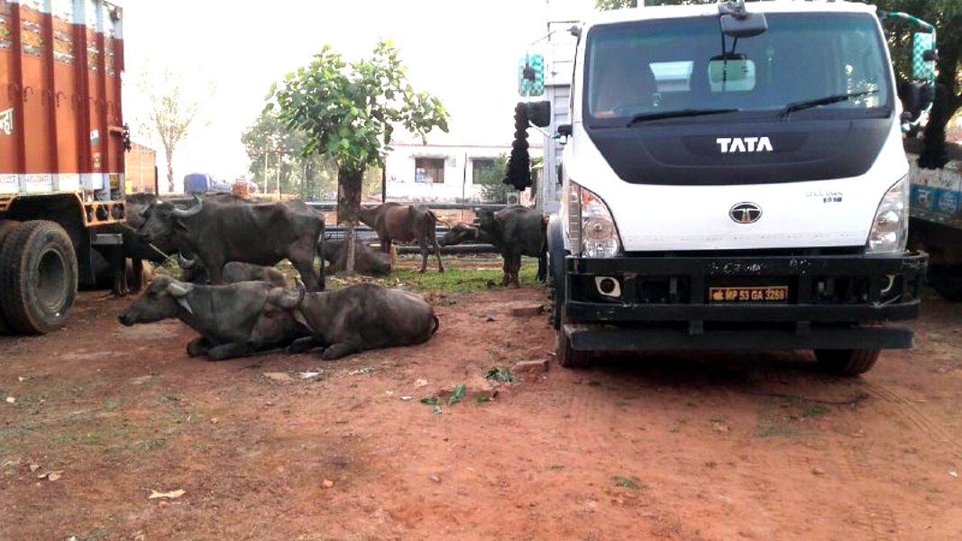 A truck full of cattle was caught, the smugglers were taking UP