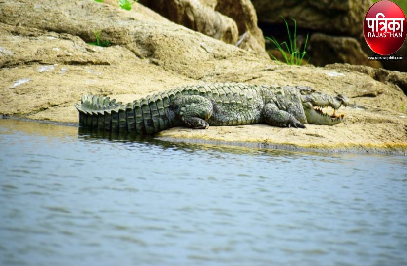 Water crisis for crocodiles in Deosuri area of Pali district