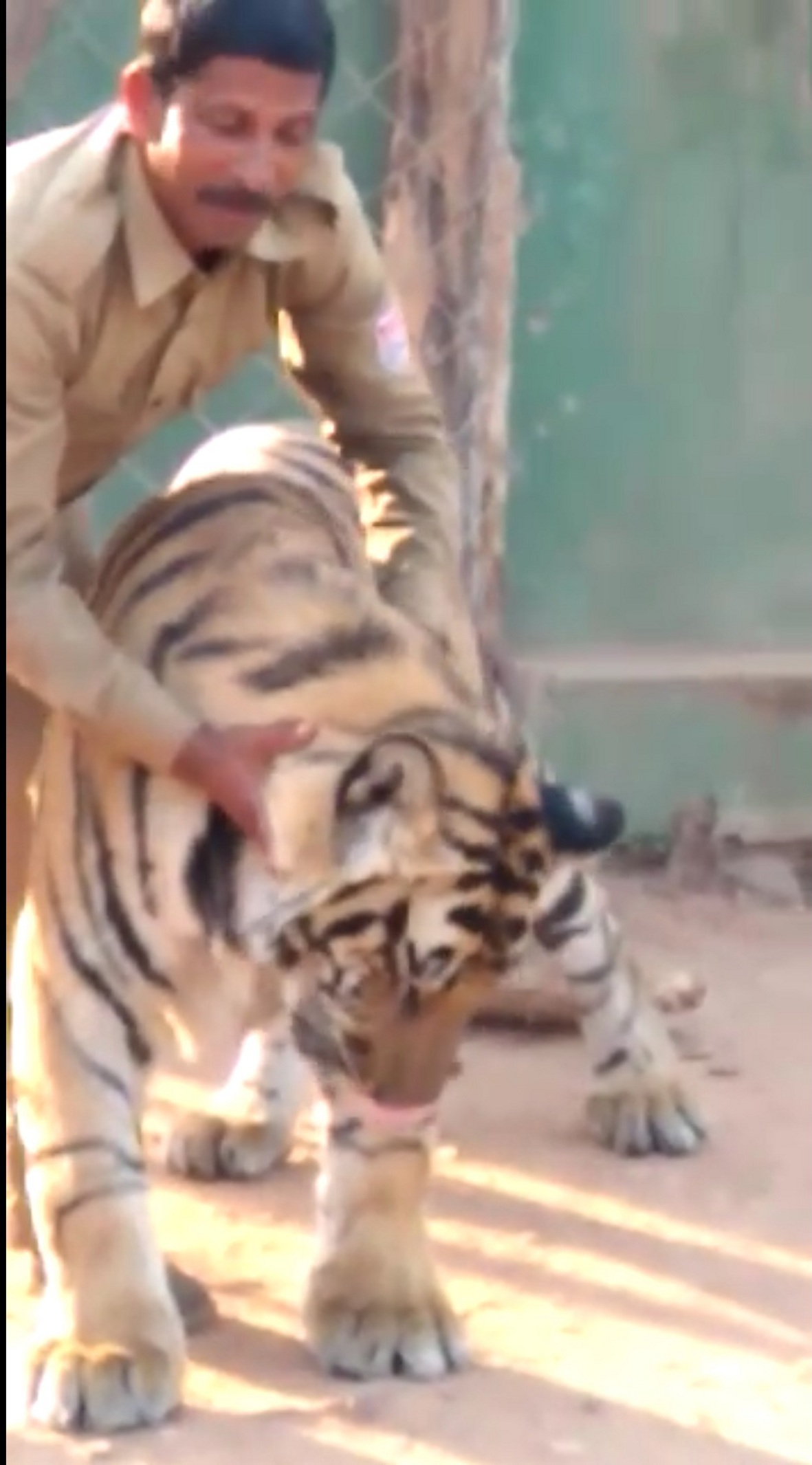 Like a son, Ma'amu is following the male tiger