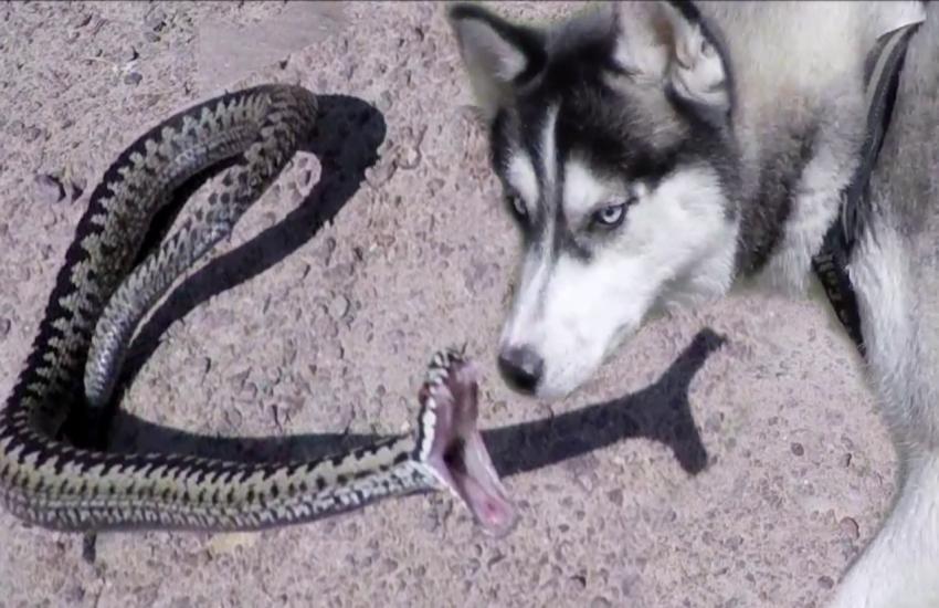 dog snake fight 