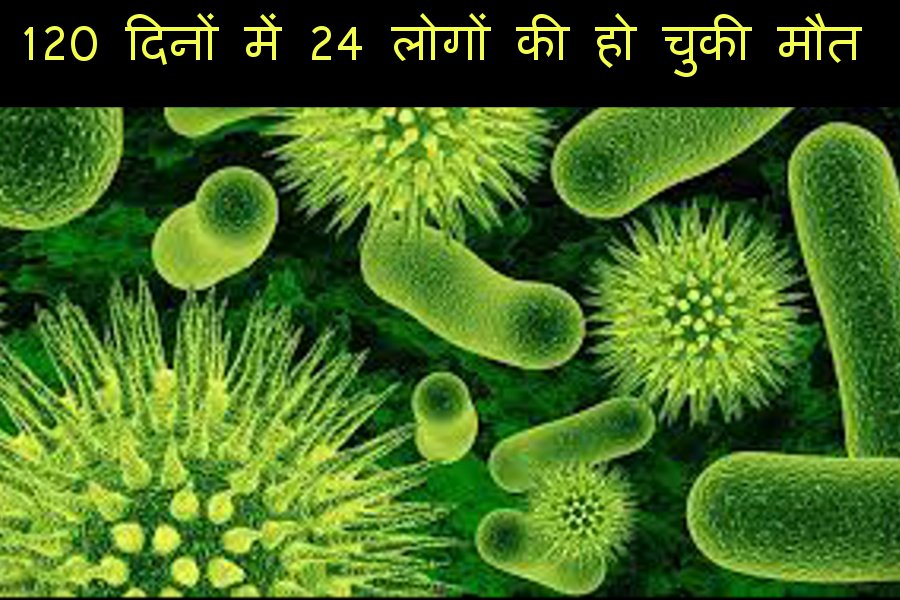 swine flu outbreak