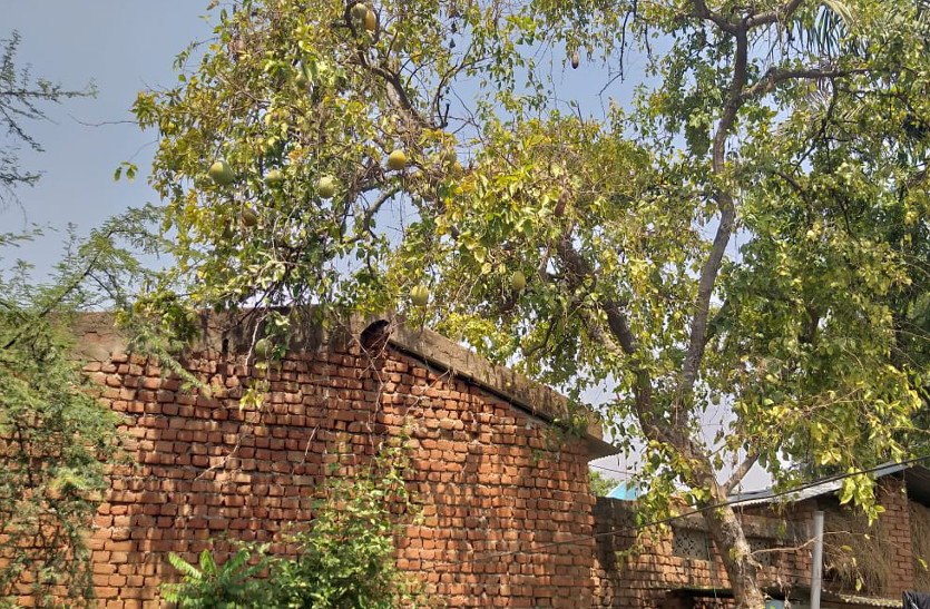 अब लखुर्री का बेल देश-विदेश में बनाएगा पहचान, राम बेल, स्वाती बेल के साथ झूलन बेल का भी ले सकेंगे स्वाद