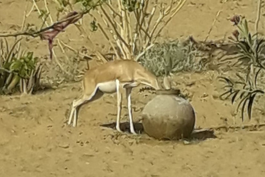 wild animals in jodhpur