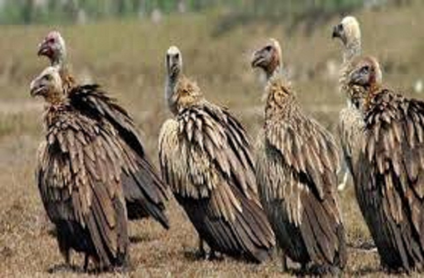 world of vultures will again be inhabited, the center will be here