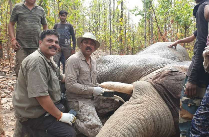 जान जोखिम में डालकर जंगली हाथी को कैसे पहनाया सेटेलाइट कॉलर, देखिए तस्वीरें