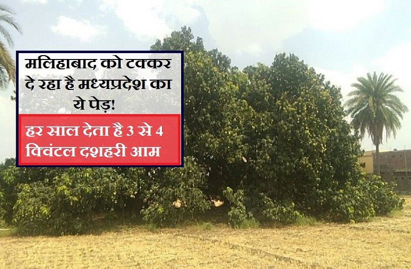 Miracle of mango tree