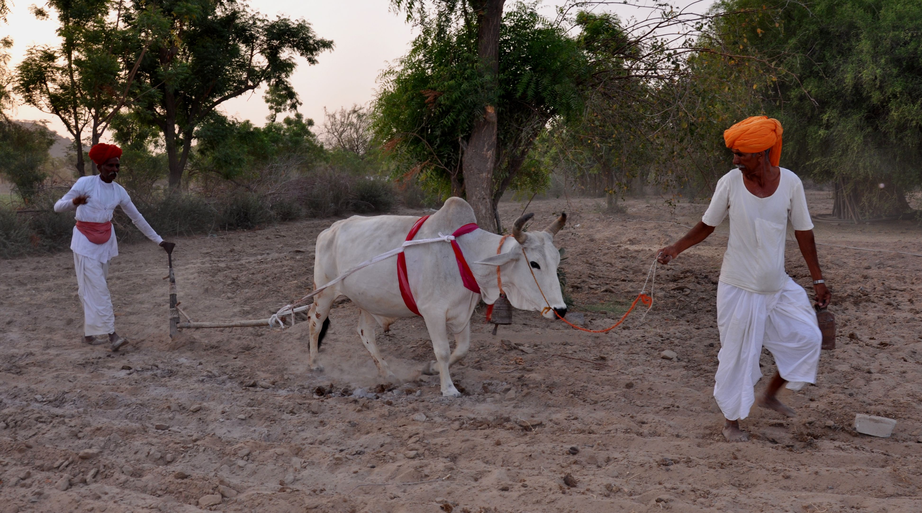 Haali Amavasya today, 07 Aakhatij, village-village today Riyan