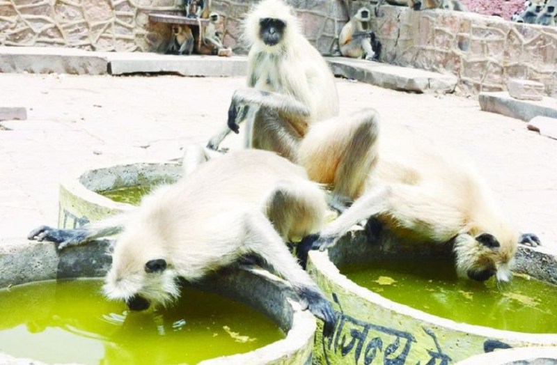 प्यास भुजाता बन्दर