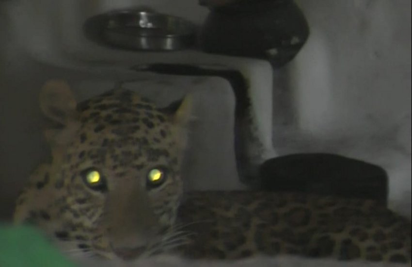 Leopard in Durgapur, Tikamgarh