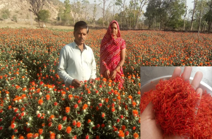 saffron farming