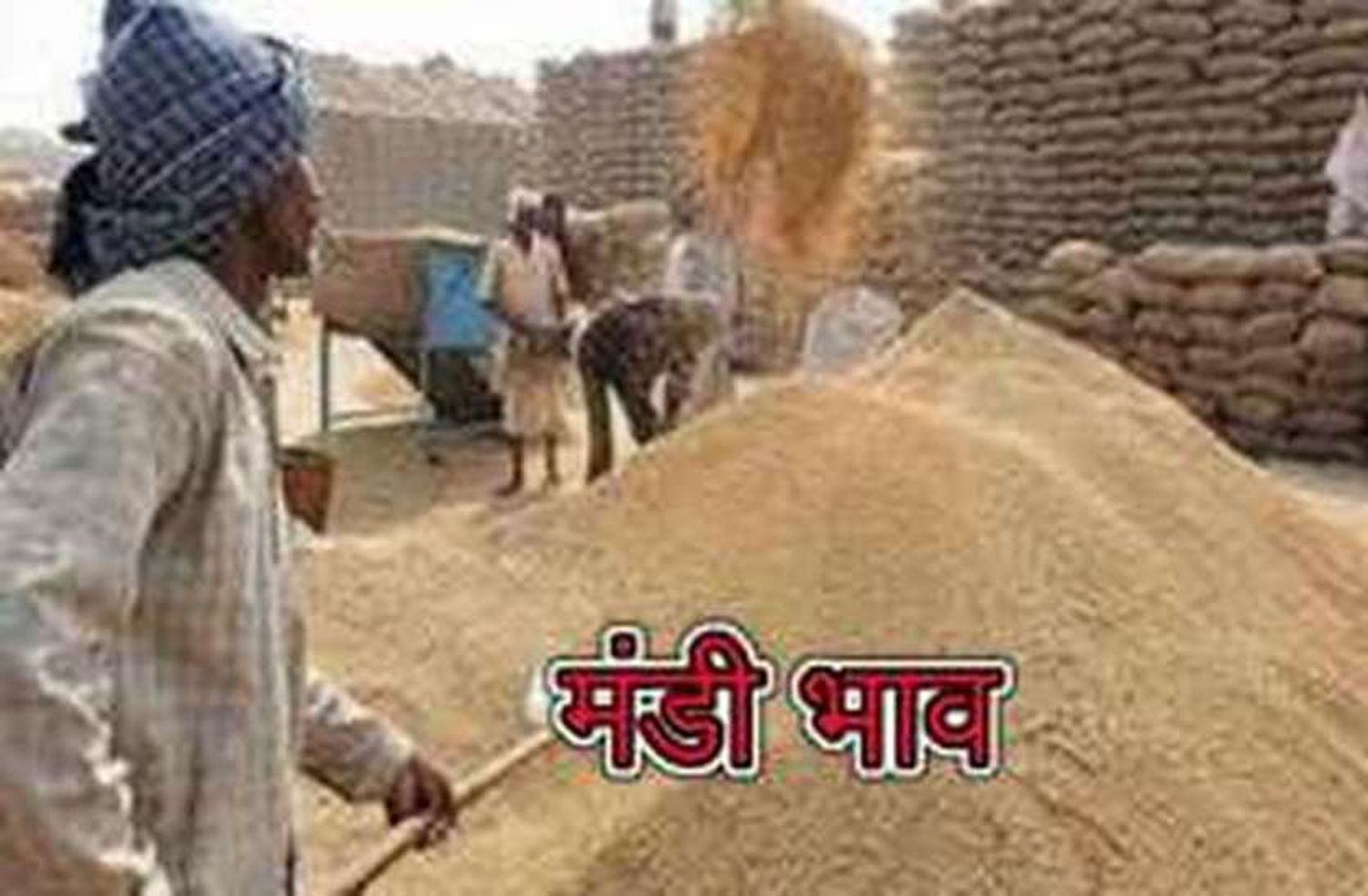 Bikaner Mandi: Guar-Gum Broken, Grain Growth