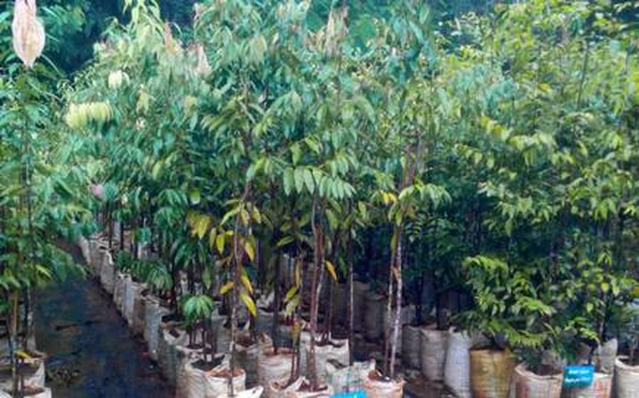 green house in ajmer