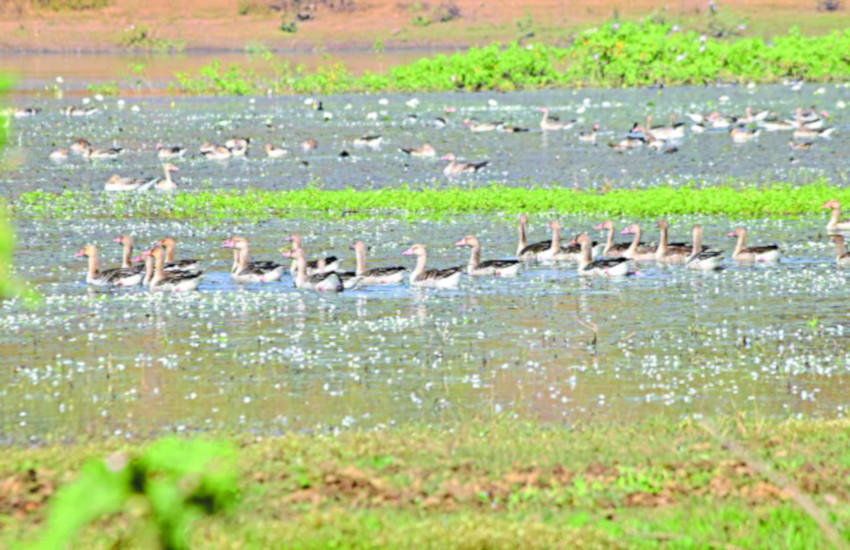 Our Jabalpur attracts the migratry birds