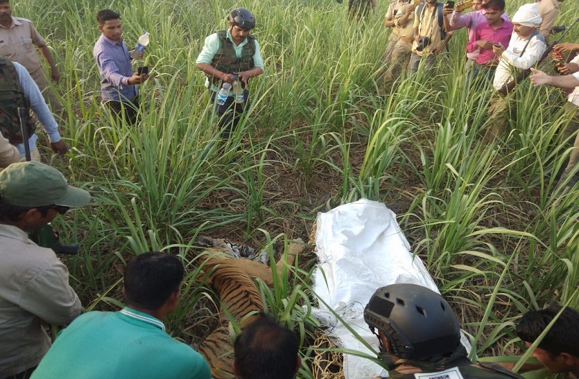 Forest department gets success,Caught a tiger attacking humans
