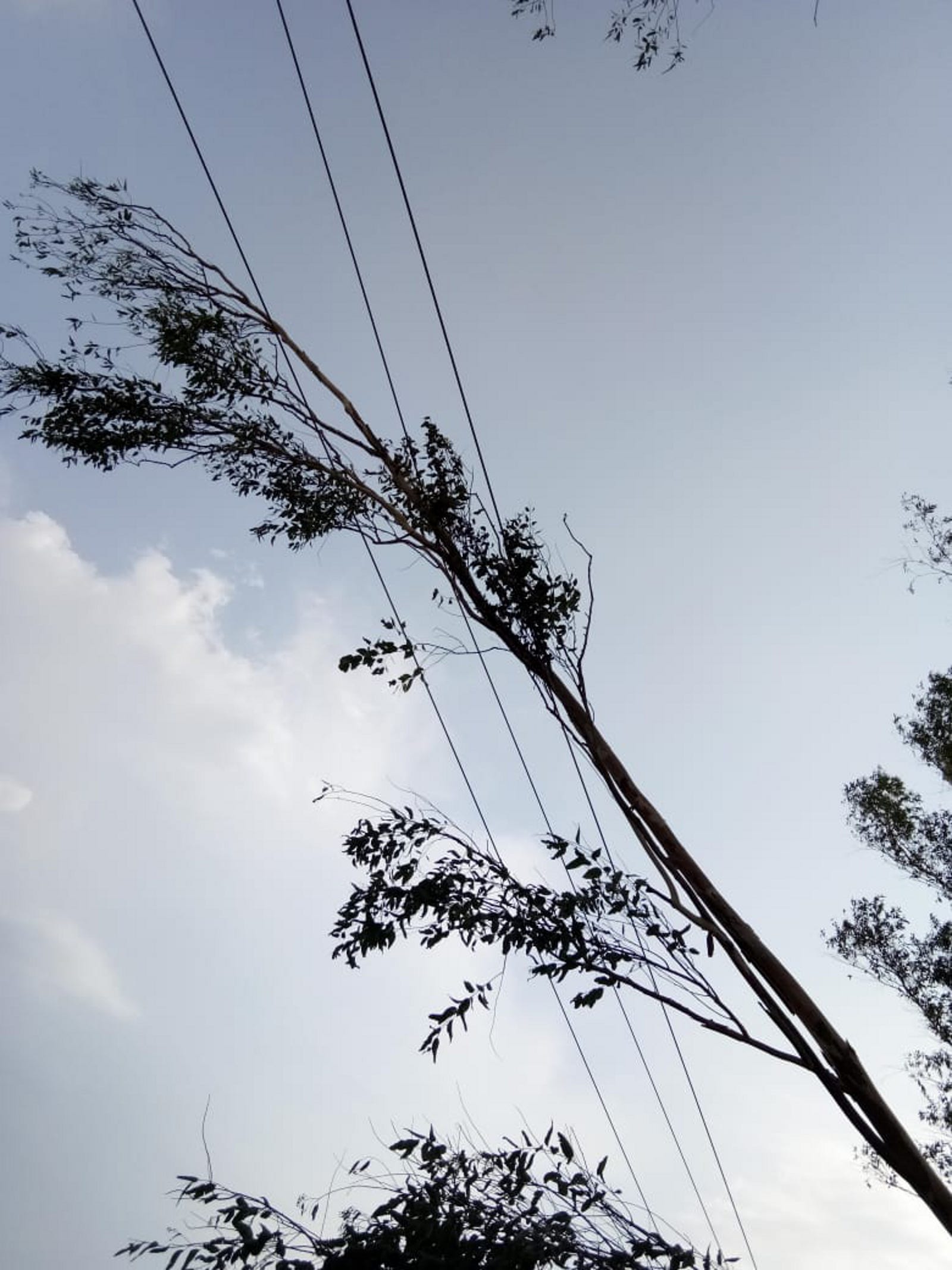 Trees cut down on hittion line, power supply for two hours, complaint