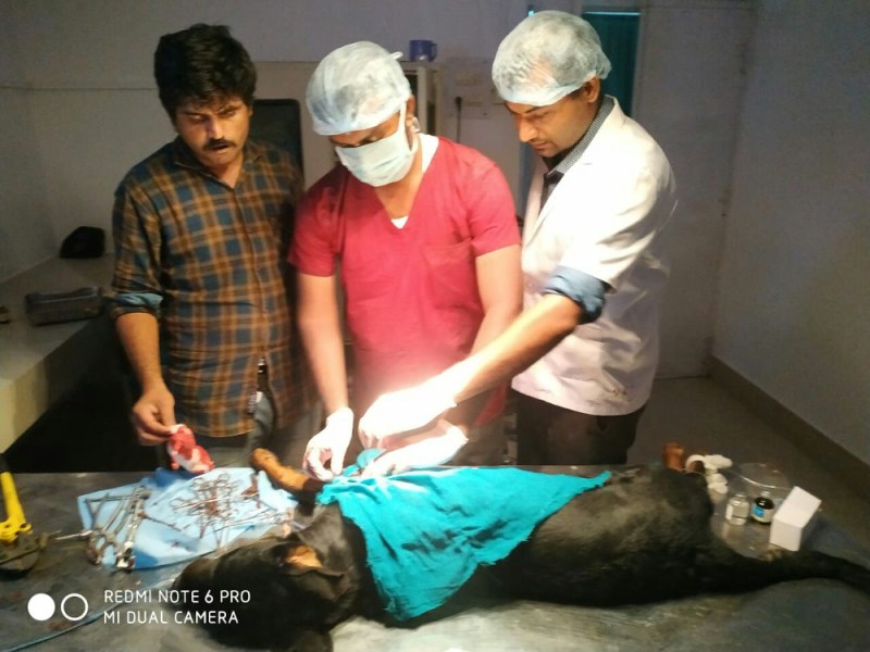 Major Surgery at Satna Animal District Hospital of Singrauli Dog