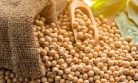  soybean 