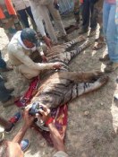 satna - Tiger hunting by putting current in Sarbanga