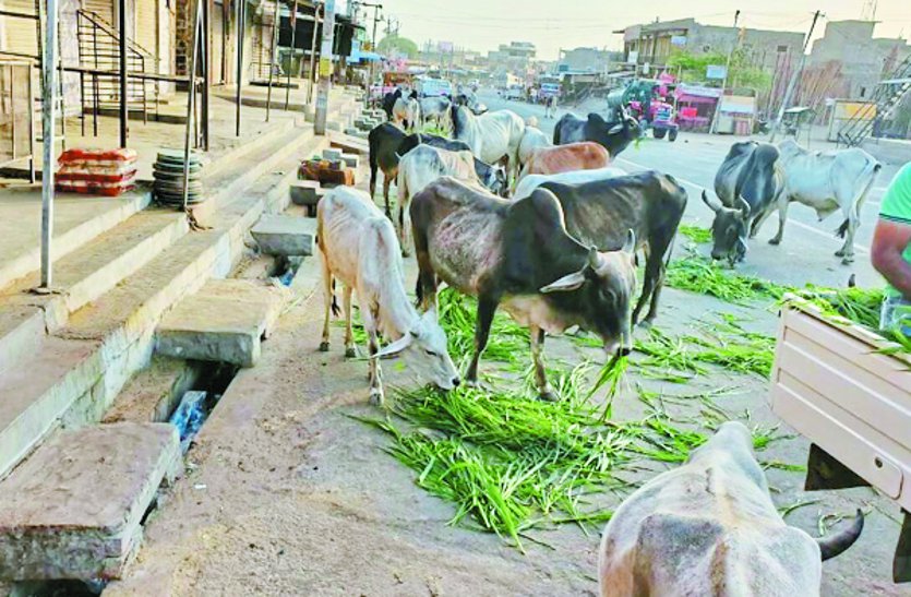 Destitute cattle give green fodder to the cattle