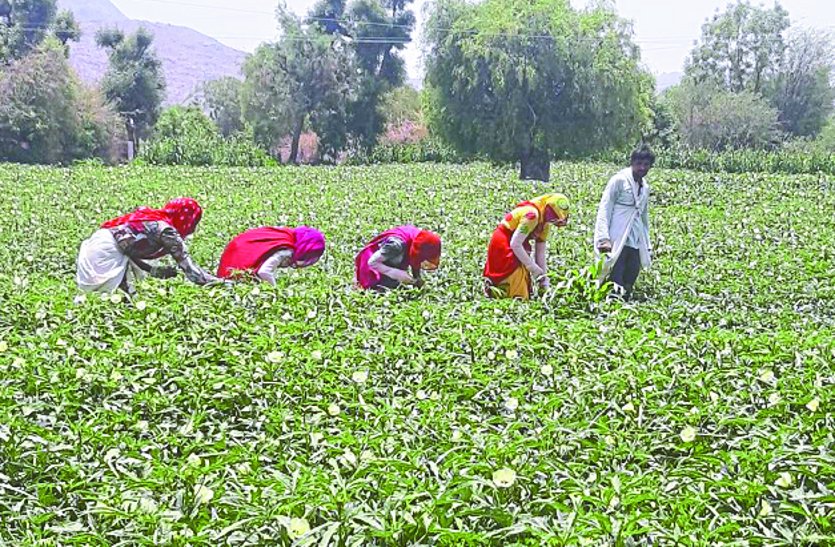 Ground water level beds in siwana, Farmers becoming unemployed