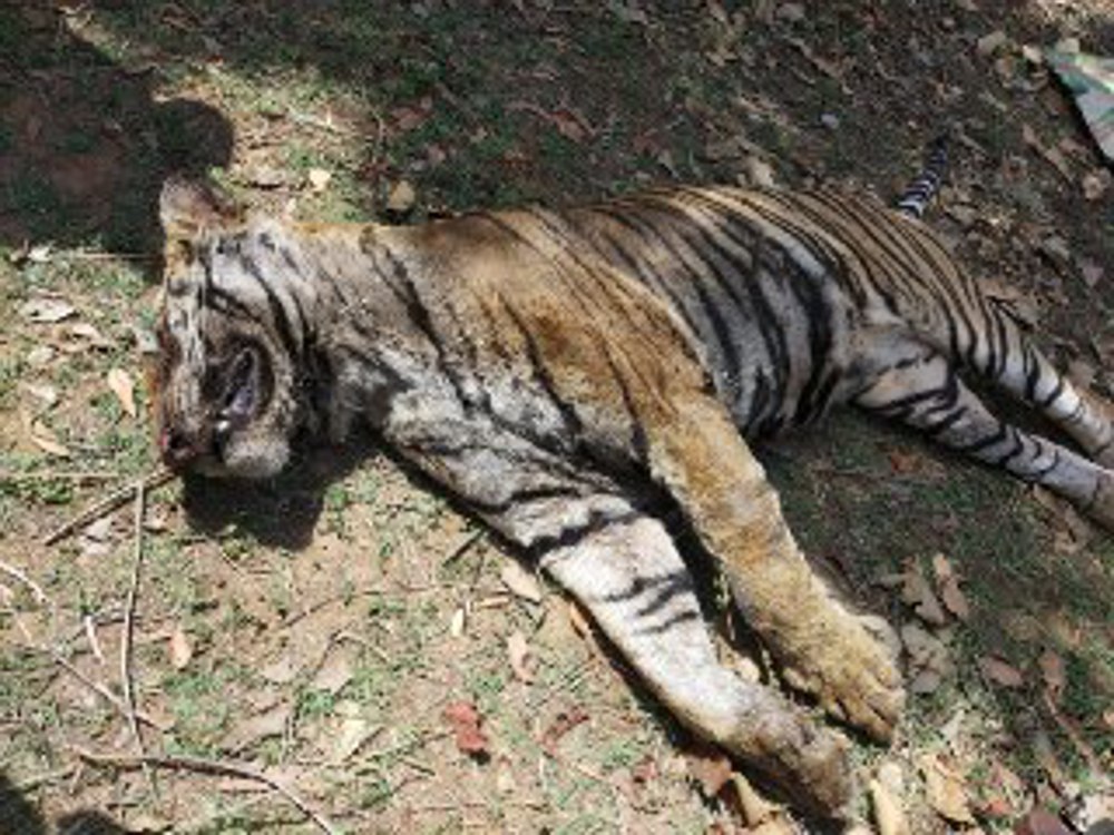 satna - Tiger's death case in Sarbanga